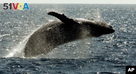 A humpback whale leaps out of the water near Lahaina on the island of Maui in Hawaii.