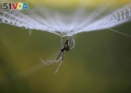 Dewdrops collect on a spider as it rests on its web in the early morning in Lalitpur, Nepal, October 11, 2011. (Reuters Photo/Navesh Chitrakar)