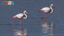 Flamingos walk at a salt lake in the southern coastal city of Larnaca, in the eastern Mediterranean island of Cyprus, Sunday, Jan. 31, 2021.(AP Photo/Petros Karadjias)