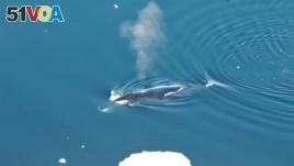 A bowhead whale surfaces in Fram Strait, to the northwest of Norway in this undated image released on April 3, 2018. 