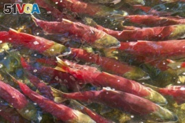 Mapping of Salmon Genome Could Aid Conservation Efforts 