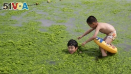 FILE - June 29, 2014 photo shows children playing with algae on a beach in Qingdao, east China's Shandong province.