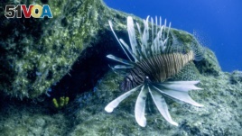 A lionfish is seen at the Table Top dive site off the coast of Capo Greko on January 15, 2018.