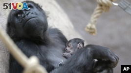 24-year-old gorilla Shinda holds her newborn baby at the Zoo in Prague, Czech Republic, Sunday, April 24, 2016. Shinda gave a birth to her first child on April 23. (AP)