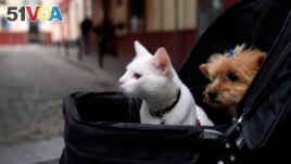 A cat and a dog sit inside a baby stroller in Seville, Spain, Saturday, June 19, 2021. (AP Photo/Thanassis Stavrakis)