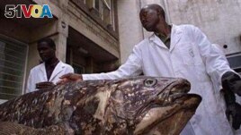 Scientists believe they got the average age of the ancient coelacanth fish wrong by a factor of five.
