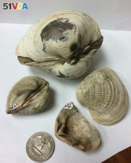 Four bivalve specimens from Antarctica's Seymour Island analyzed in the University of Michigan-led study, showing the range of sizes of the different mollusks.
