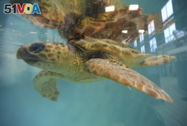 In this Thursday, Dec. 6, 2012 photo, a rescued loggerhead turtle swims under its reflection in a tank at the New England Aquarium's Animal Care Center in Quincy, Mass. (AP Photo/Elise Amendola)