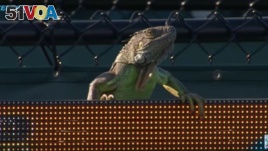 An iguana disrupted a tennis match at the Miami Open, in Florida.