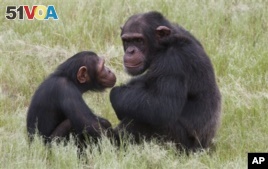 Chimps Respond to Human Yawning
