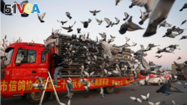 Racing pigeons are released from cages on the back of a truck for a 1000-kilometer race in Langfang, Hebei province, China, on November 20, 2020. (REUTERS/Carlos Garcia Rawlins)