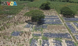 Black, plastic sheets cover a banana plantation hit by a disease that ravages the crops on a plantation near Riohacha, Colombia, Thursday, Aug. 22, 2019. (AP Photo/Manuel Rueda)