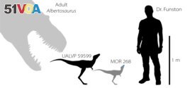 An illustration shows the silhouettes of two baby tyrannosaurs from the Cretaceous Period of North America based on partial fossils unearthed in the U.S. state of Montana and in the Canadian province of Alberta, with the silhouettes of University of Edinburgh scientist Greg Funston and an adult Albertosaurus shown to provide a size comparison. Greg Funston/University of Edinburgh/Handout via REUTERS