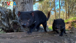 Tasmanian devils are seen in Australia in this undated handout image. (Aussie Ark/Handout via Reuters)