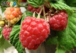 In this June 19, 2013 photo, raspberries grow on the patio of a home near Langley, Wash.