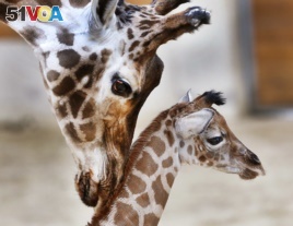 While not at the wildlife ranch in Texas, this mother and baby giraffe are too cute to not show. They live in the Opel zoo in Kronberg near Frankfurt, Germany, 2017. (AP Photo/Michael Probst)