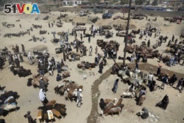 Afghan livestock merchants display animals for the upcoming Muslim Eid al-Adha holiday, in Kabul, Afghanistan, Aug. 20, 2018.