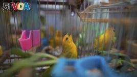 In this Aug. 5, 2019 photo, canaries caught from the wild by animal traffickers sing in their cages in a quarantined area of a wildlife center before being freed in Bogota, Colombia. (AP Photo/Ivan Valencia)
