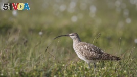 This June 30, 2016 photo provided by the U.S. Geological Survey shows a Bristle-thighed Curlew in Nome, Alaska. (Rachel M. Richardson/U.S. Geological Survey via AP)