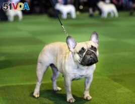 FILE - In this Feb. 16, 2015, file photo, a French bulldog competes at the Westminster Kennel Club show in New York. The French Bulldog is among the top ten popular breeds for 2020. (AP Photo/Seth Wenig, File)
