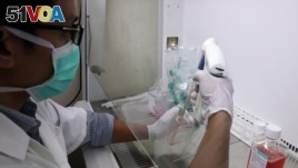A researcher prepares Sumatran Rhinoceros cells for research at a laboratory in International Islamic University, in Kuantan, Malaysia June 30, 2020. (REUTERS/Lim Huey Teng)