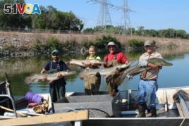 Illinois' Powerton Lake was stocked with alligator gar in 2011, to re-establish a population and offer a challenge to sport fishermen.