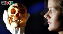 A model of a Homo floresiensis skull — the original was found on a remote Indonesian island — is held by an employee at the Science Museum in London.