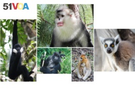 Primates at risk,Endangered nonhuman primates include, clockwise from top center, the black and white snub-nosed m<I><i><I><I><I>onkey</I></I></I></i></i>, the ring-tailed lemur, the golden snub-nosed m<i><i><I><I><I>onkey</I></I></I></i></i>, the mountain gorilla. Photos by Paul Garber, Matthias Appel, Ruggiero Richard, Fan Peng-Fei.