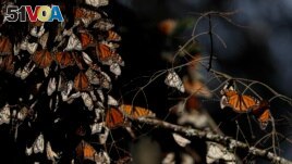 Monarch Butterflies preparing for winter near in Mexico. (AP Photo/Rebecca Blackwell)