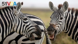FILE - Zebras play in Amboseli National park, Kenya August 26, 2016. (REUTERS/Goran Tomasevic)