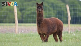 Tyson the Alpaca is pictured on the farm in Germany, where he was immunized with coronavirus proteins leading to an antibody discovery that may aid human treatments for COVID-19, May 19 2020. (Karolinska Institute/Preclinics gmB/Handout via REUTERS)