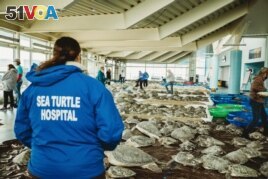 The South Padre Island Convention Center and Visitors Bureau opened its doors to thousands of rescued sea turtles. (Photo courtesy of Sea Turtle Inc.)