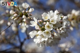 Cherry blossoms are one of the most popular attractions in Washington, D.C. each spring.