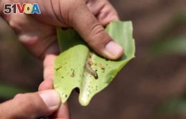 FILE - A crop-eating armyworm is seen on a sorghum plant at a farm in Settlers, northern province of Limpopo, Feb. 8,2017.