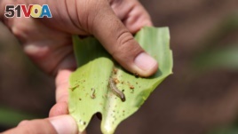 A crop-eating armyworm is seen on a sorghum plant at a farm in Settlers, northern province of Limpopo.
