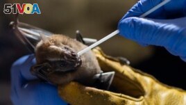 A researcher for Brazil's state-run Fiocruz Institute takes an oral swab sample from a bat captured in the Atlantic Forest, at Pedra Branca state park, near Rio de Janeiro, Tuesday, Nov. 17, 2020. (AP Photo/Silvia Izquierdo)