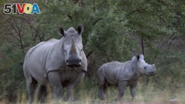 Technology Helps Save Elephants and Rhinos