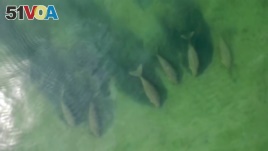 In this image taken from video taken April 22, 2020, by Thailand's Department of National Parks, Wildlife and Plant Conservation, six dugongs are swimming together in the shallow waters in the area of Chao Mai Beach national park in Trang province, Thailand.