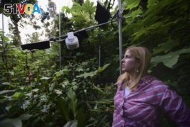 In this February 13, 2019 photo, United States Forest Service research ecologist Tana Wood, stands in a warming plot in the El Yunque tropical rainforest, in Rio Grande, Puerto Rico.