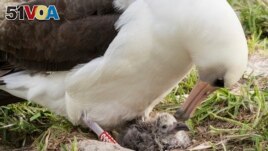 FILE - This Feb. 7, 2017, photo shows Wisdom and her new chick at the Midway Atoll National Wildlife Refuge in the Papahanaumokuakea Marine National Monument. Photo provided by the U.S. Fish and Wildlife Service.
