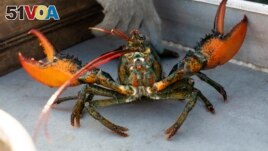 In this file photo, a lobster shows its claws after being caught off Spruce Head, Maine, on August 31, 2021. (AP Photo/Robert F. Bukaty, File)