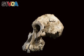 This undated photo provided by the Cleveland Museum of Natural History in August 2019 shows a fossilized cranium of Australopithecus anamensis. (Dale Omori/Cleveland Museum of Natural History via AP)