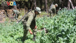 Soldiers destroy poppy plants used to make heroin during a military operation in the state of Sinaloa, Mexico. (File) 