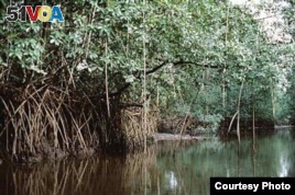 Cameroon, FAO Install Move to Protect Mangroves