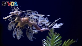 In this Friday, May 17, 2019 photo, a sea dragon swims at the Birch Aquarium at the Scripps Institution of Oceanography at the University of California San Diego in San Diego. (AP Photo/Gregory Bull)