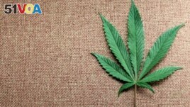 In this file photo, a marijuana leaf is displayed at Canna Pi medical marijuana dispensary in Seattle, Washington, on November 27, 2012. (REUTERS/Anthony Bolante)