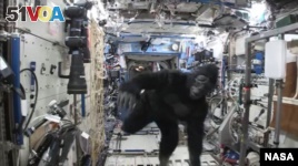 In this image from video made available by NASA on Tuesday, Feb. 23, 2016, astronaut Scott Kelly wears a gorilla costume in the International Space Station. (NASA via AP)