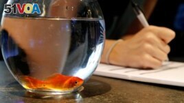 FILE - Emie Le Fouest from Paris brings her goldfish named Luiz Pablo to Paris aquarium as part of an operation launched to take care of hundreds of goldfish, in Paris, France, August 20, 2018. (REUTERS/Pascal Rossignol/File Photo)