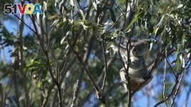 Lucy, an adult female Koala sits in a eucalyptus tree planted by Bangalow Koalas in Australia. (Saul Goodwin/Handout via REUTERS)