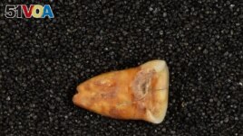 A human tooth discovered at Taforalt Cave in Morocco in an undated photograph. (Heiko Temming/Handout via REUTERS)